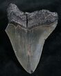 Repaired Megalodon Tooth #7833-1